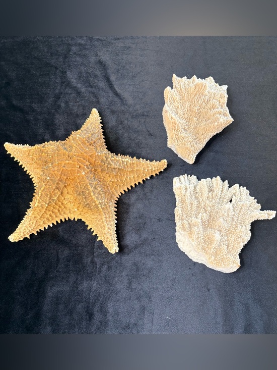 Other - Collectible Natural Starfish and Coral Display - Golden and Cream